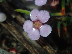 Euryomyrtus ramosissima