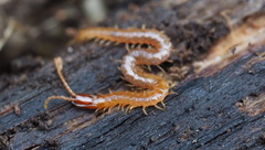 Geophilidae