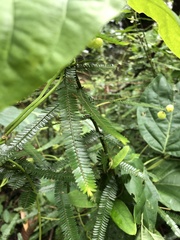 Phyllanthus emblica