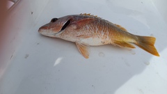 Lutjanus argentiventris