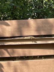 Eutropis longicaudata