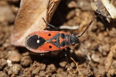 Melanocoryphus tristrami