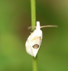 Aethes angustana