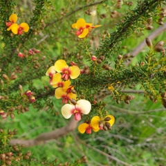 Dillwynia phylicoides