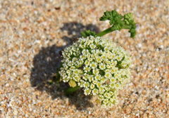 Dasispermum suffruticosum