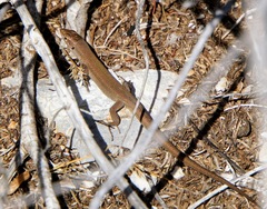 Podarcis melisellensis