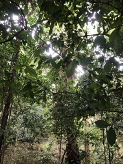 Borassus flabellifer