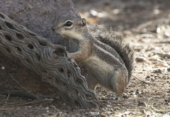 Ammospermophilus harrisii