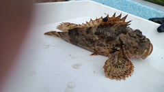 Scorpaena mystes