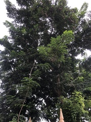 Pterocarpus macrocarpus