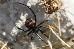 Latrodectus tredecimguttatus