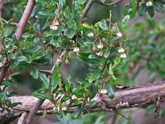 Diospyros simii