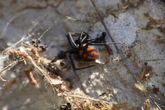 Latrodectus tredecimguttatus