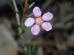 Euryomyrtus ramosissima
