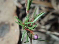 Euryomyrtus ramosissima