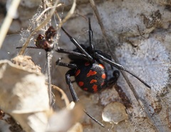Latrodectus tredecimguttatus