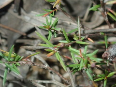 Euryomyrtus ramosissima