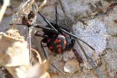 Latrodectus tredecimguttatus