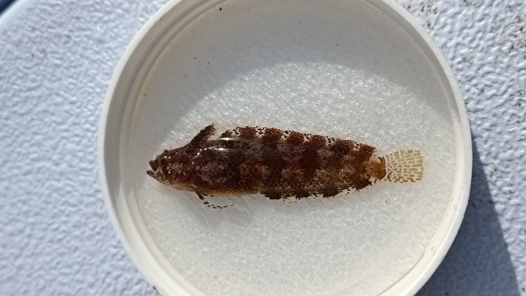 Flapscale Blenny