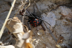 Latrodectus tredecimguttatus