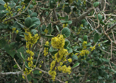 Dovyalis rotundifolia
