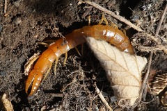 Theatops erythrocephalus