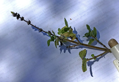 Droguetia iners burchellii