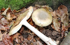 Amanita phalloides
