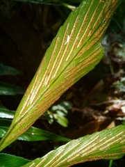 Asplenium oblongifolium
