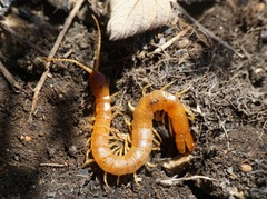 Theatops erythrocephalus