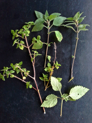 Droguetia iners burchellii