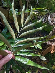 Asplenium oblongifolium