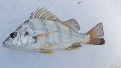 Rhencus macracanthus