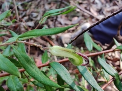 Grevillea mucronulata