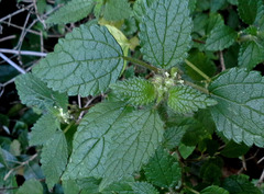 Droguetia iners burchellii