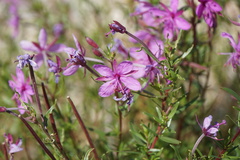 Chamaenerion dodonaei