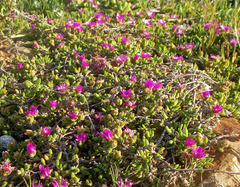 Drosanthemum intermedium