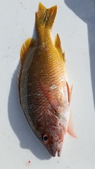 Lutjanus argentiventris