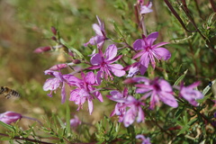 Chamaenerion dodonaei