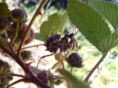 Pseudocreobotra wahlbergi