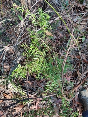 Grevillea mucronulata