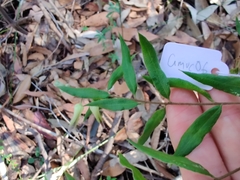 Grevillea mucronulata