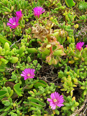 Drosanthemum intermedium