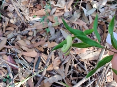 Grevillea mucronulata