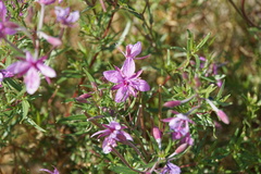 Chamaenerion dodonaei
