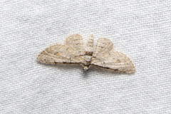 Sigilliclystis insigillata