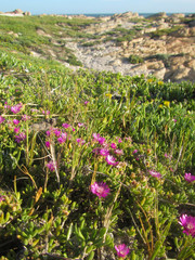 Drosanthemum intermedium