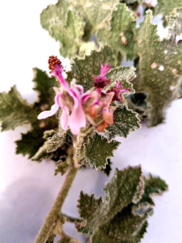 Anisodontea reflexa (Anisodontea reflexa)