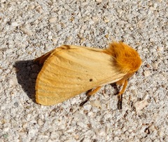 Lemonia taraxaci