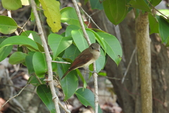 Pachycephala cinerea